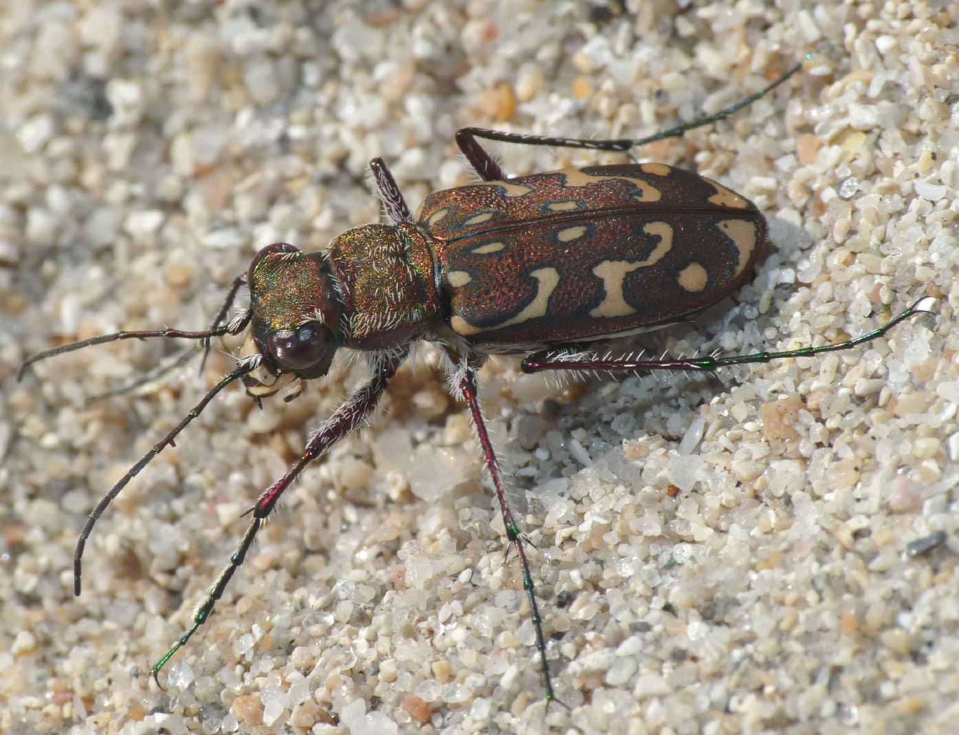 Lophyra flexuosa sardea e Calomera littoralis
